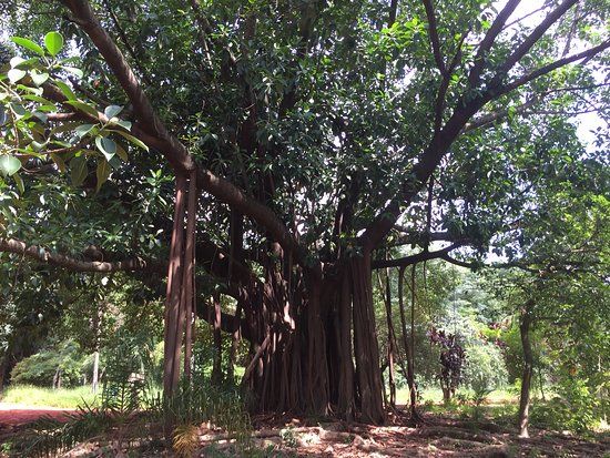 Chacara do Jockey Municipal Park